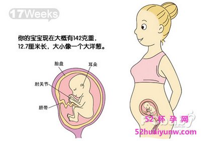 17周胎儿在腹部位置图图片